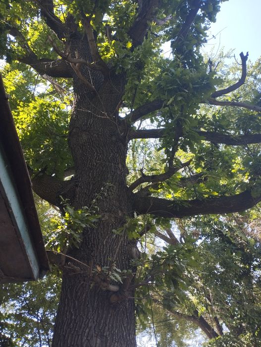 Продам дуб на мебель