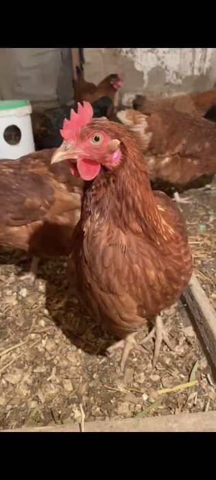 Молодки Куры несушки Ломан Браун