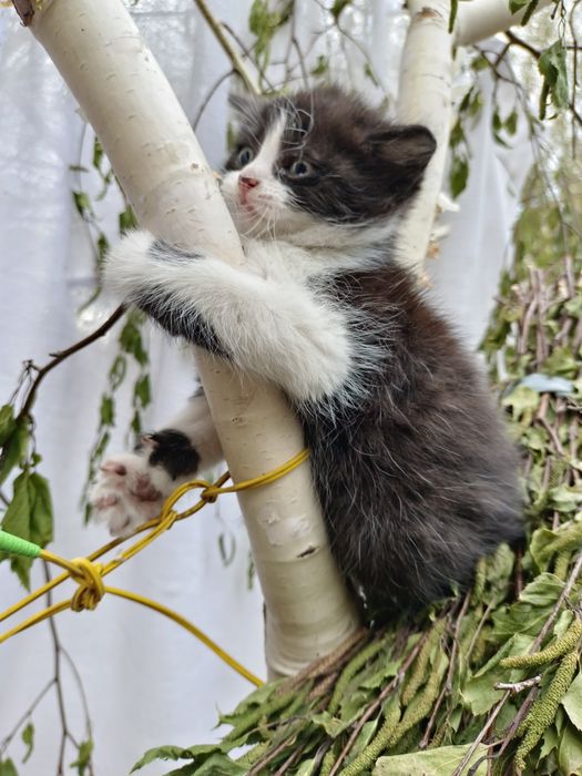 Отдам в добрые, руки котят. Мальчики и девочка