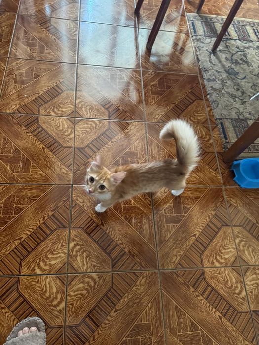 Котенок мальчик 4.5 мес/Мысық