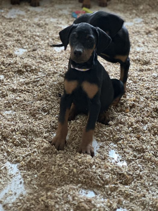 Щенки Добермана 2 месяца