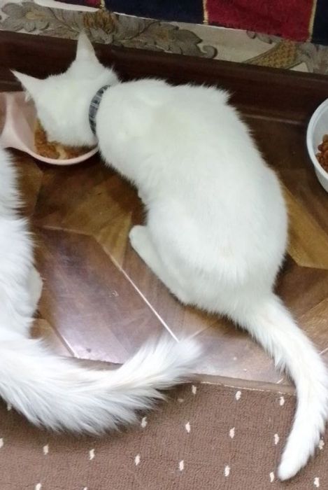 Turk angorasi sotiladi