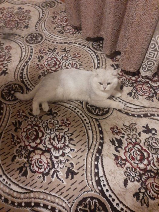 Mushuk Vyazka Serebristiy shinshilla серебристый шиншилла