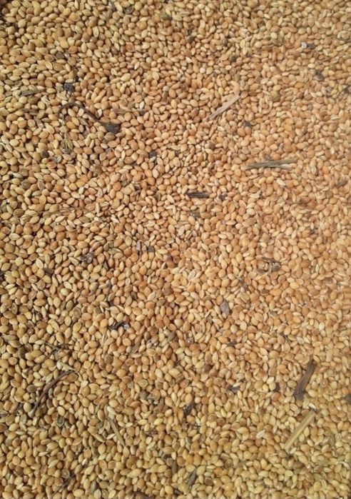 Tariq. Quritilgan sifatli tariq