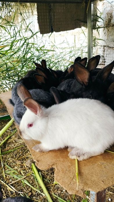 Quyon,  кролик sotiladi