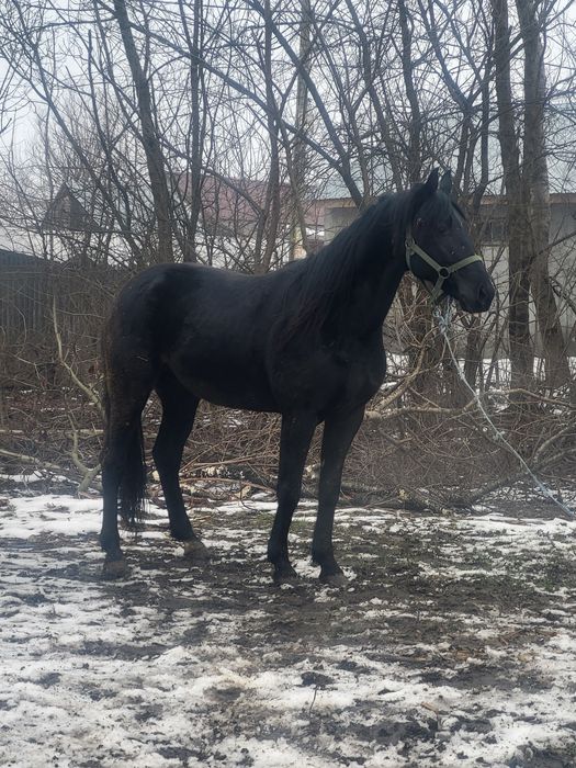 Vând cal trăpaș de 5 ani