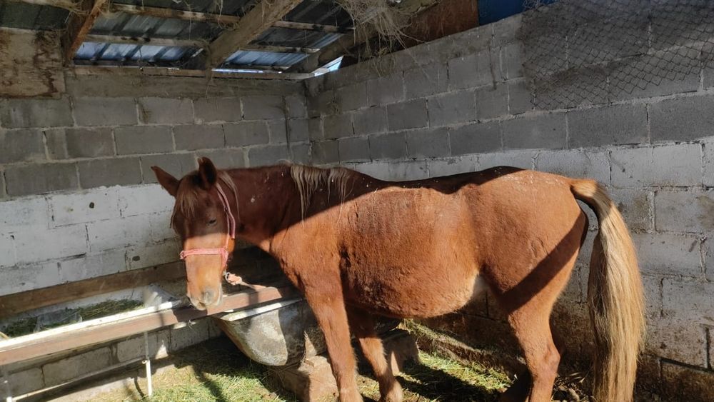 Лошадь Ат срочно сатам