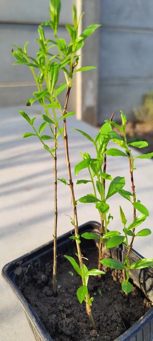 Rodiu cu fructe comestibile, 1 an, 4 buc. 100 lei sau 1 buc. 35 lei