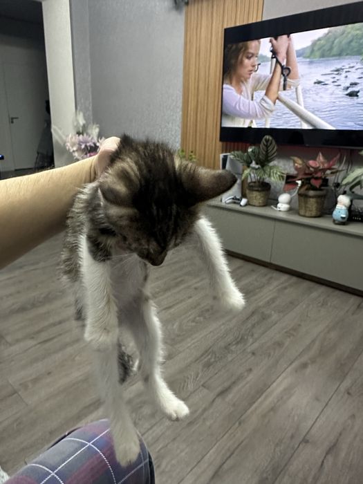 Отдам даром маленького котёнка добрые руки!