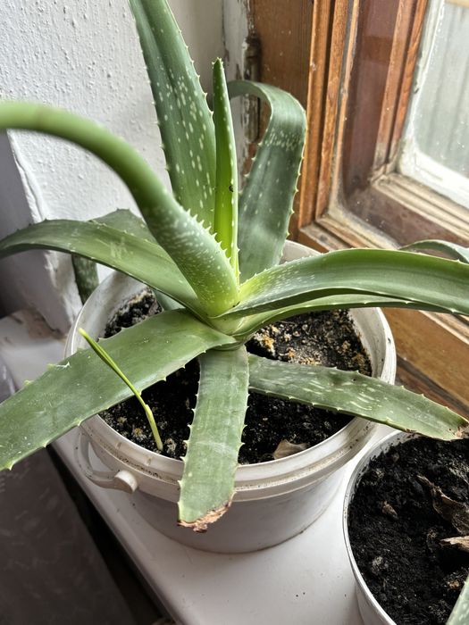 алоэ өсімдік сатылады