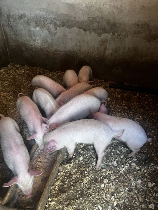 Продам поросят курей