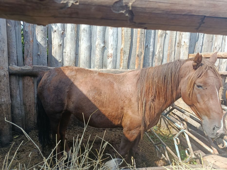 Продам две молодые кобылы стоят на откорме
