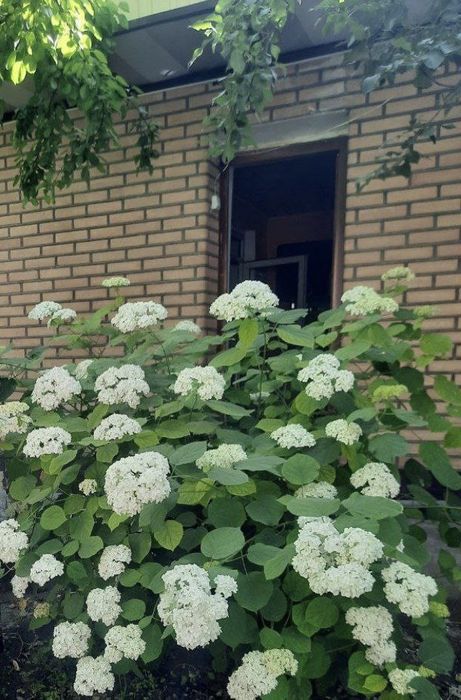 Гартензия сотилади