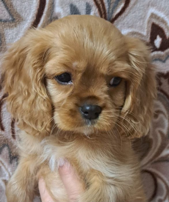 Щенки Кавалер Кинг Чарльз