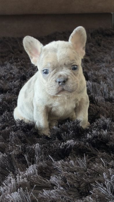 Френски булдог Мерле