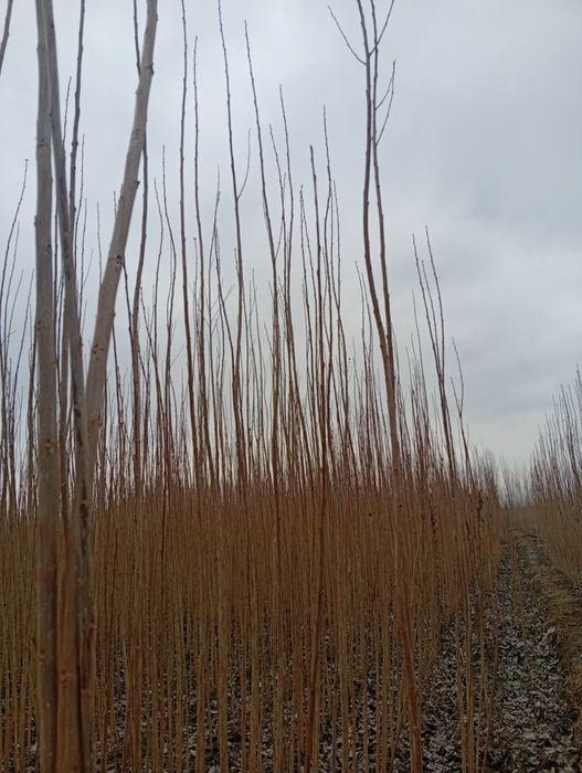 Terak koʻchatlar bor arzon narxlarda  aloqaga chiqarasilar kimga kere