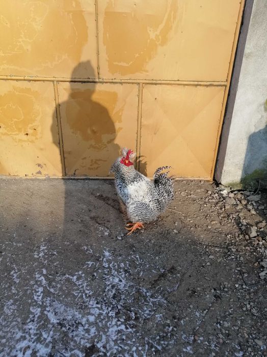 Cocoși de curte hrăniți cu cereale din producție proprie