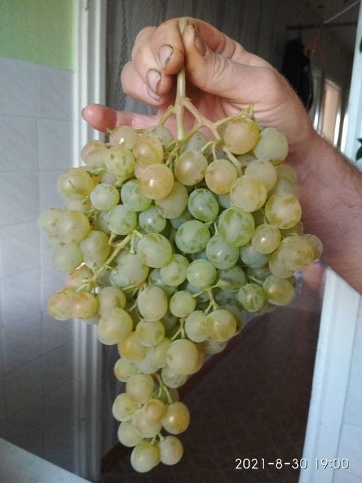 Саженцы винограда