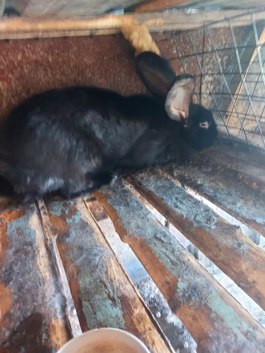 Срочна продам кроликав