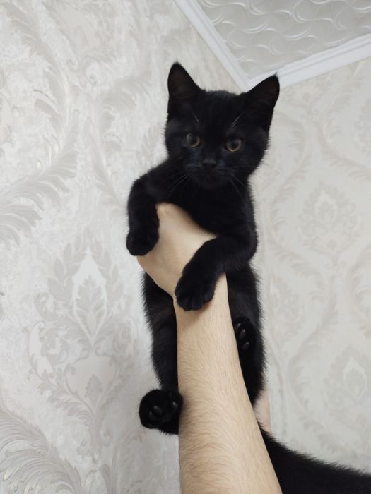 Мушук тоза конли