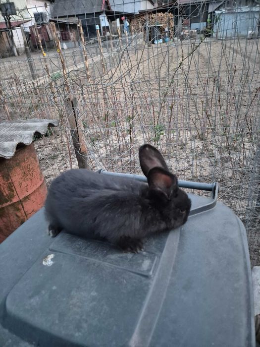 Iepuri de 11 săptămâni