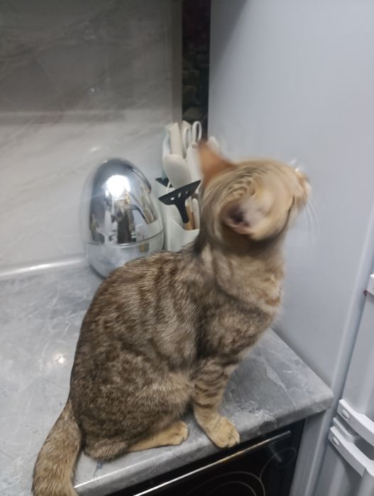 Отдам кошечку в добрые руки