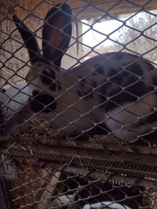 De vânzare iepuri cu vârsta de un an