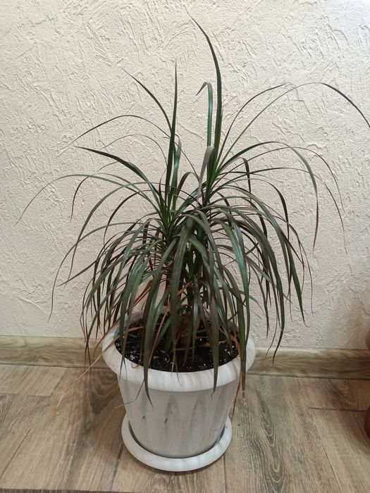 Срочно!!! Распродаю Комнатные цветы