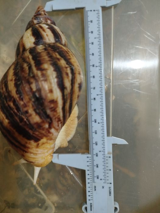 Косметологические улитки фулики и ретикулята Альбино боди и яйца улито