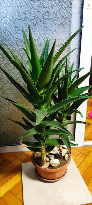 Алое 3бр. очаква се цъфтеж