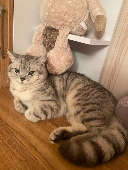 Британская шиншила