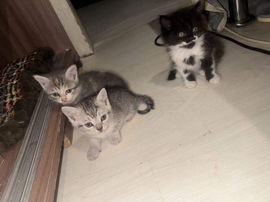 Котята бесплатно