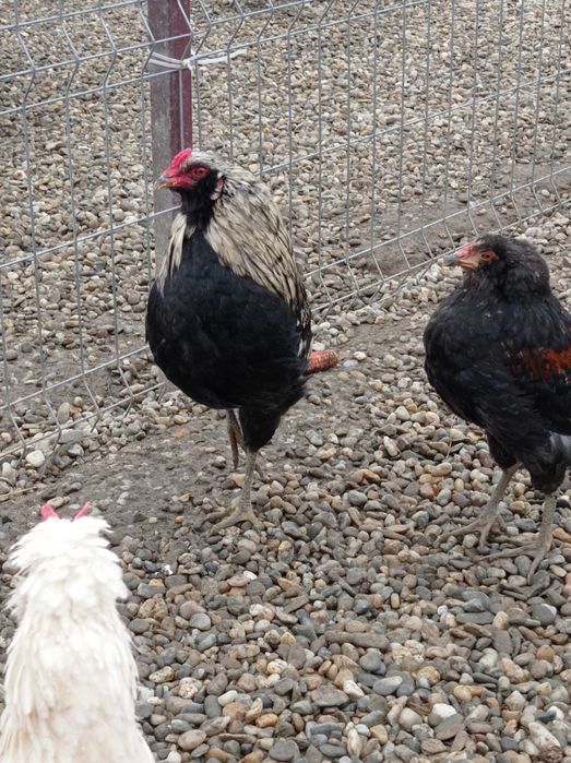 Cocosi Marans negru Argintiu