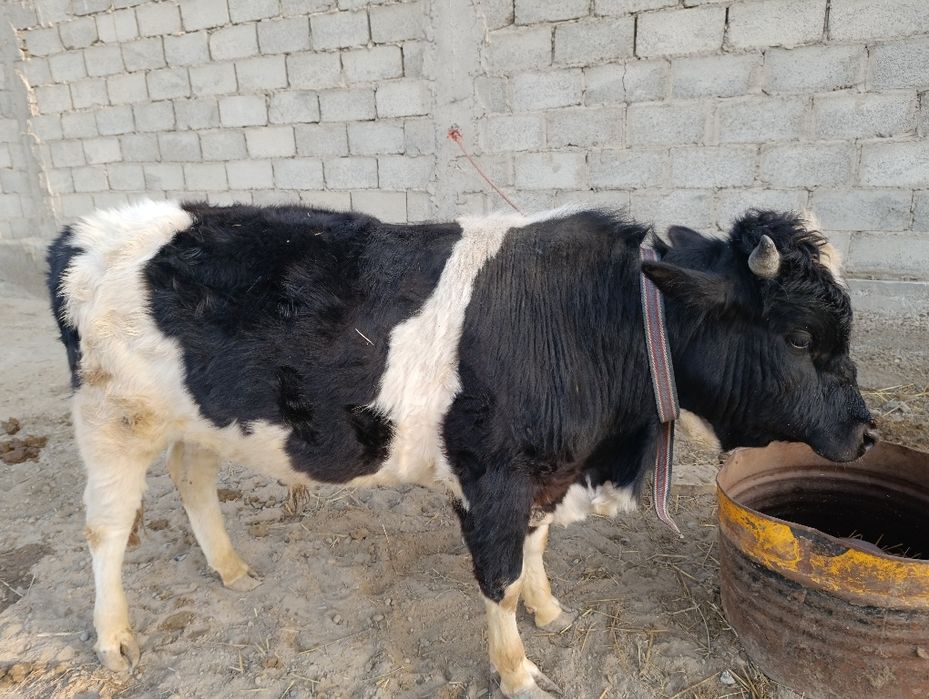 Buqa sotiladi продаётся бык