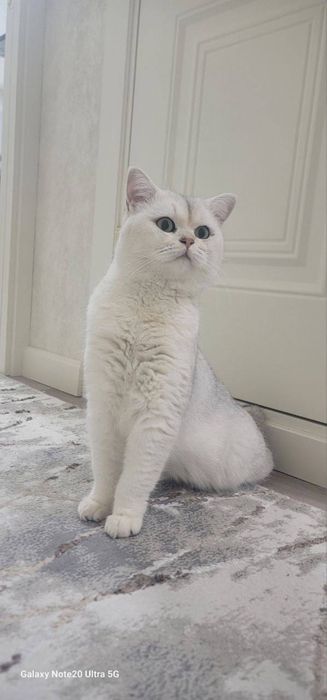 Вязка (nasil olish) Premium class Britian shinshila NS11