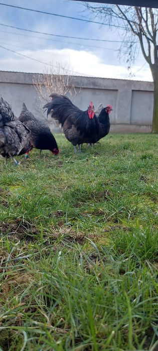 Oua australorp negru și albastru