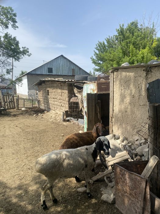 Семіз екеуіде срочноо