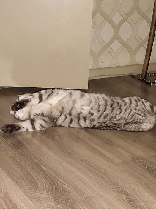 Срочно отдам кота