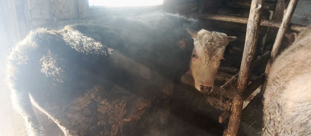 Молодняк продоётся