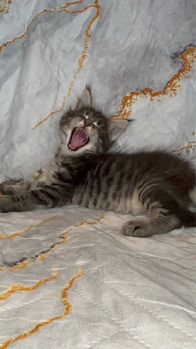 котята мейн-куны клубные