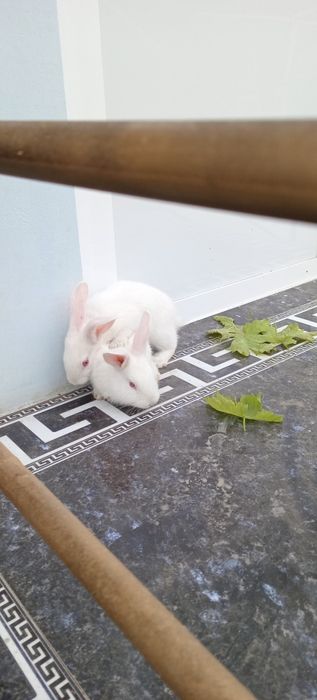 Gibrit quyonlar 100ming somdan KELISHAMIZ!!