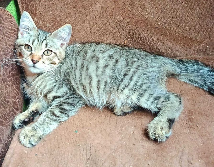 Домашние котята в добрые руки. Смотрите другие объявления автора.