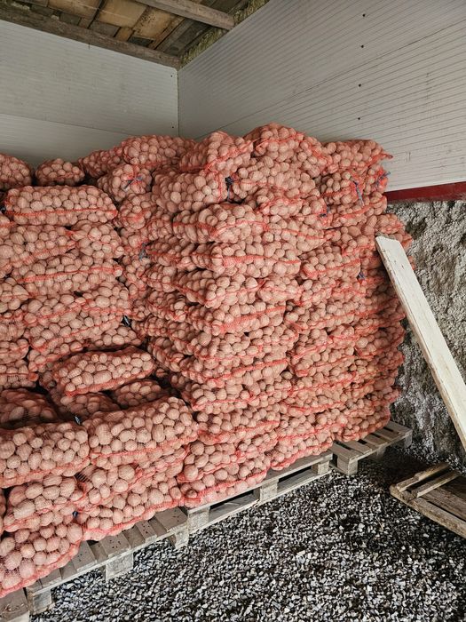 Cartofi consum, sămânță și amidon soiurile Arizona şi Bellarosa.