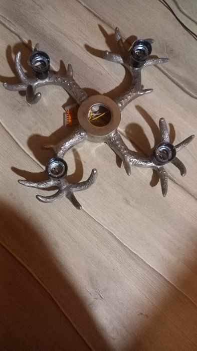 Полилей Еленови рога