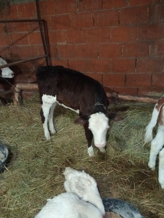 Vând 3 vițele  baltate