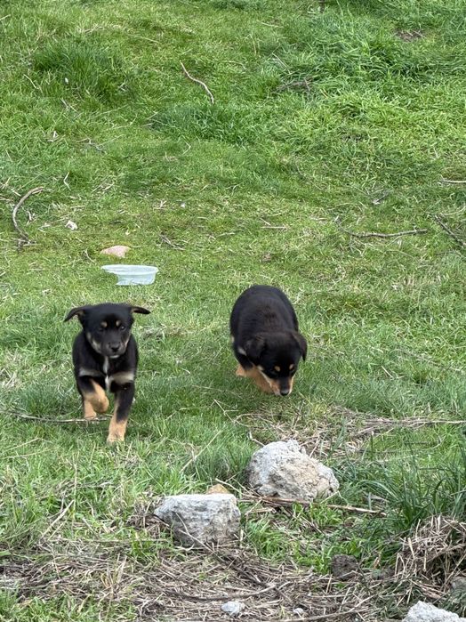 Щенки в добрые руки