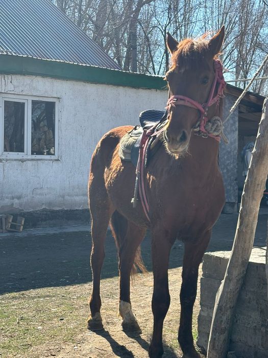 5ті айғыр сатылады