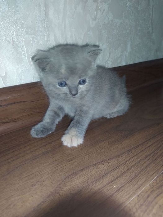 Вислоухие британские котята
