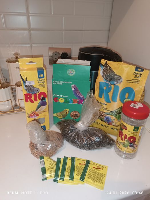 Попугай ручной умный