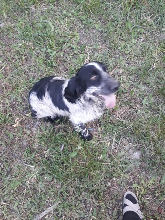 Пропало собака